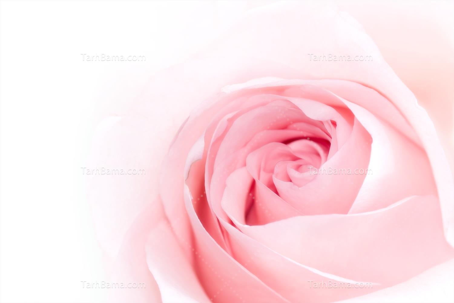 تصاویر گل و گیاه